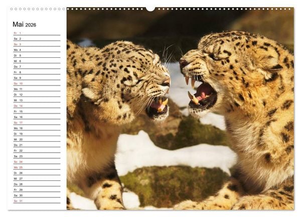 Produktbild: Leoparden. Elegante J&auml;ger (Wandkalender 2026 DIN A2 quer), CALVENDO Monatskalender