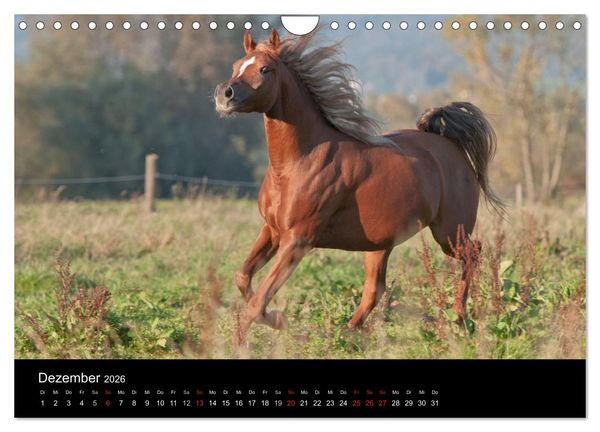 Produktbild: Pferdekalender (Wandkalender 2026 DIN A4 quer), CALVENDO Monatskalender