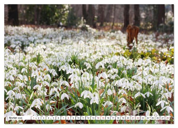 Produktbild: Au royaume des fleurs (Calendrier mural 2026 DIN A3 vertical), CALVENDO calendrier mensuel