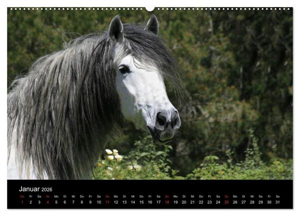Produktbild: Caballos Spanische Pferde 2026 (Wandkalender 2026 DIN A2 quer), CALVENDO Monatskalender