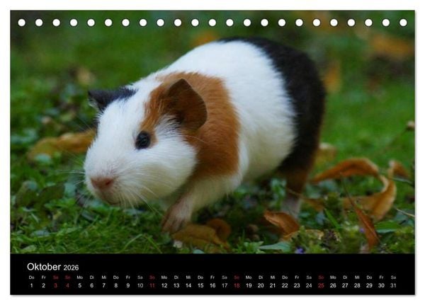 Produktbild: Meerschweinchen und Zwergkaninchen (Tischkalender 2026 DIN A5 quer), CALVENDO Monatskalender