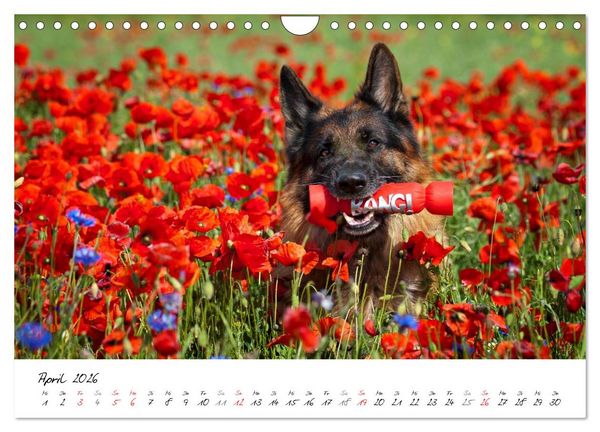 Produktbild: Deutsche Sch&auml;ferhunde - Traumhunde (Wandkalender 2026 DIN A4 quer), CALVENDO Monatskalender