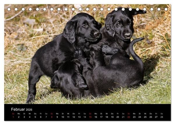 Produktbild: Flatcoated Retriever (Tischkalender 2026 DIN A5 quer), CALVENDO Monatskalender