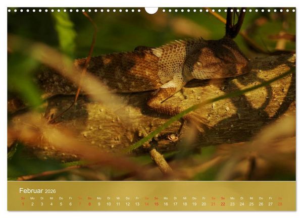 Produktbild: Agamen - Echsen aus der Urzeit (Wandkalender 2026 DIN A3 quer), CALVENDO Monatskalender