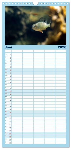 Produktbild: Familienplaner 2026 - Faszination Fische mit 5 Spalten (Wandkalender, 21 x 45 cm) CALVENDO