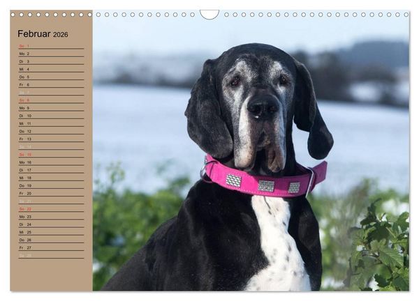 Produktbild: Deutsche Doggen - Sanfte Riesen (Wandkalender 2026 DIN A3 quer), CALVENDO Monatskalender