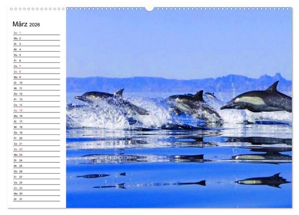 Produktbild: Delfine - L&auml;chelnde Intelligenz (hochwertiger Premium Wandkalender 2026 DIN A2 quer), Kunstdruck in Hochglanz