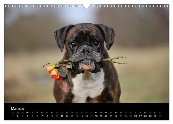 Produktbild: Boxer ? Was sonst ! (Wandkalender 2026 DIN A3 quer), CALVENDO Monatskalender