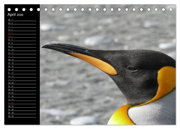 Produktbild: Pinguine - Kaiser- und K&ouml;nigspinguine (Tischkalender 2026 DIN A5 quer), CALVENDO Monatskalender
