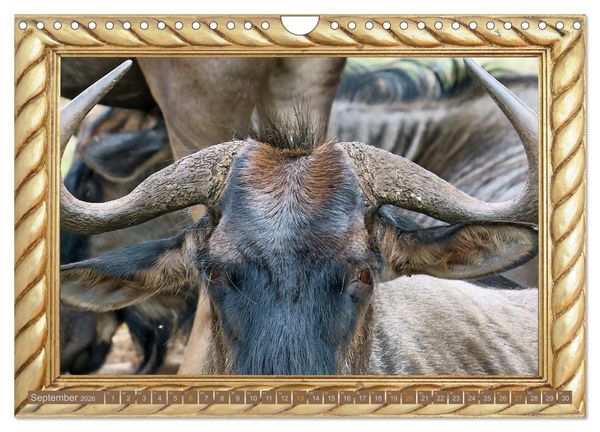 Produktbild: Augenblicke aus Afrika (Wandkalender 2026 DIN A4 quer), CALVENDO Monatskalender