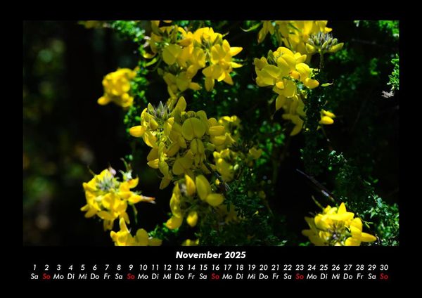 Produktbild: Blumenkalender 2025 Fotokalender DIN A3