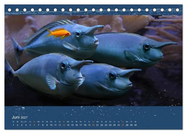 Produktbild: Korallenfische im Lichtschimmer des Meeres (Tischkalender 2027 DIN A5 quer), CALVENDO Monatskalender