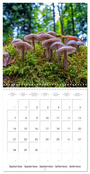 Produktbild: Champignons grignot&eacute;s (Calendrier mural carr&eacute; 2026 30x30 cm) Calendrier double avec une page pour vos prises de notes