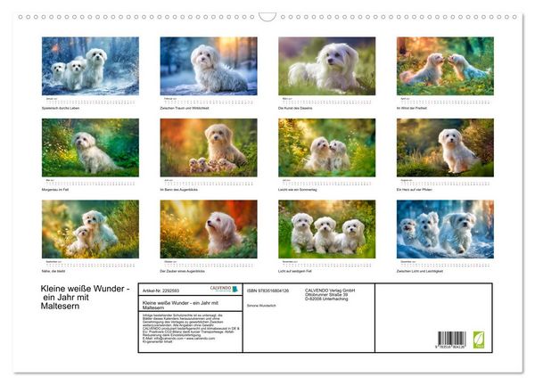 Produktbild: Kleine wei&szlig;e Wunder - ein Jahr mit Maltesern (Wandkalender 2027 DIN A2 quer), CALVENDO Monatskalender