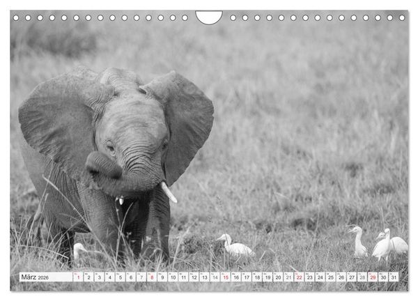 Produktbild: Emotionale Momente: Elefanten in black & white (Wandkalender 2026 DIN A4 quer), CALVENDO Monatskalender