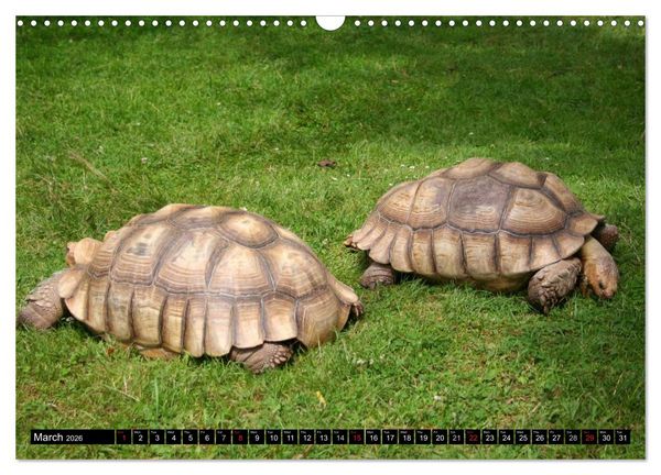 Produktbild: Turtles and Tortoises - Armored pacifists (Wall Calendar 2026 DIN A3 landscape), CALVENDO 12 Month Wall Calendar