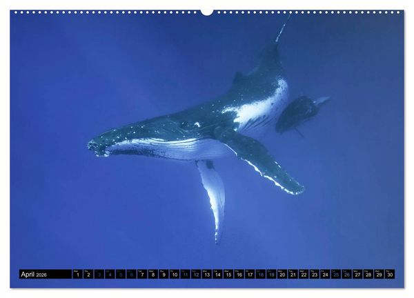 Produktbild: A Whale of a Year (High Quality Premium Wall Calendar 2026 DIN A2 landscape),CALVENDO 12 Month Wall Calendar