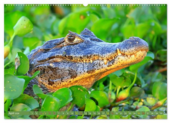 Produktbild: Krokodile in der Wildnis (Wandkalender 2026 DIN A2 quer), CALVENDO Monatskalender