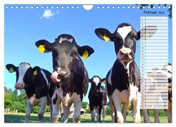 Produktbild: Geliebte Tiere auf dem Bauernhof (Wandkalender 2026 DIN A4 quer), CALVENDO Monatskalender