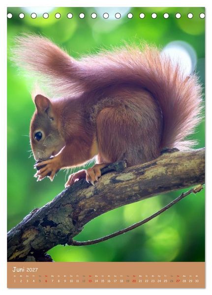 Produktbild: Unsere Eichh&ouml;rnchen - Naturmomente aus dem heimischen Garten (Tischkalender 2027 DIN A5 hoch), CALVENDO Monatskalender