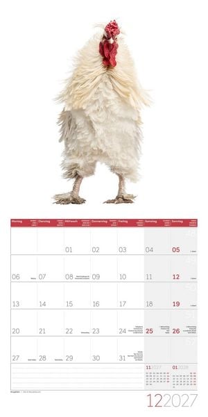 Produktbild: Verr&uuml;ckte H&uuml;hner Kalender 2027 - 30x30 - Art12