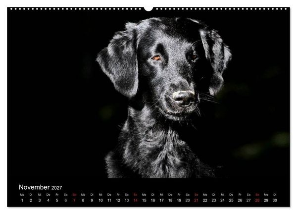 Produktbild: Flatcoated Retriever (hochwertiger Premium Wandkalender 2027 DIN A2 quer), Kunstdruck in Hochglanz