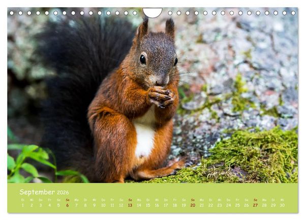 Produktbild: Eichh&ouml;rnchen - die s&uuml;&szlig;en Nussknacker (Wandkalender 2026 DIN A4 quer), CALVENDO Monatskalender
