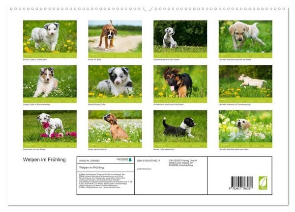 Produktbild: Welpen im Fr&uuml;hling (hochwertiger Premium Wandkalender 2026 DIN A2 quer), Kunstdruck in Hochglanz