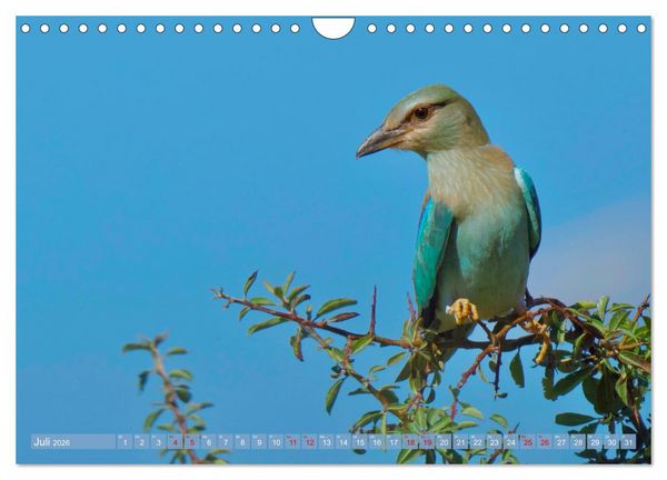 Produktbild: Geliebtes Federvieh (Wandkalender 2026 DIN A4 quer), CALVENDO Monatskalender
