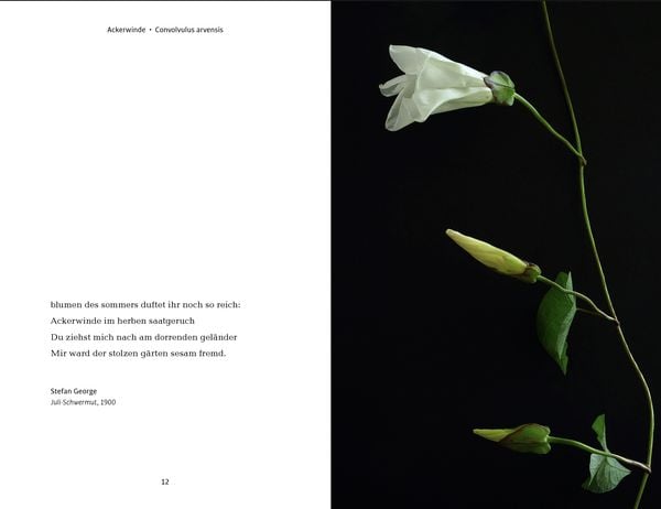 Produktbild: Wildblumen