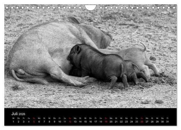 Produktbild: Das Leben der Schweine (Wandkalender 2026 DIN A4 quer), CALVENDO Monatskalender