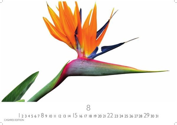 Produktbild: Flower Fantasy Kalender 2027 &ndash; Wandkalender | Fotokalender Naturkalender | Blumenkalender | 24x35cm - Wundersch&ouml;ne Blumenfotos in bestechender &Auml;sthetik