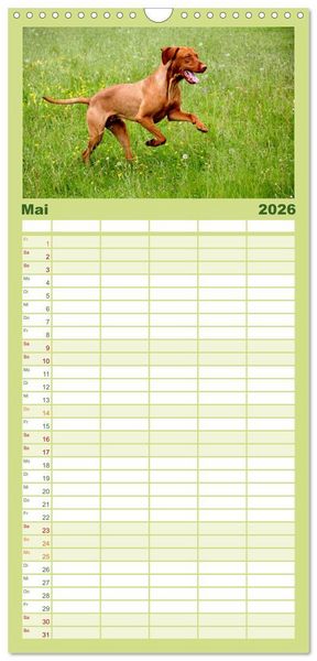 Produktbild: Familienplaner 2026 - Magyar Vizsla mit 5 Spalten (Wandkalender, 21 x 45 cm) CALVENDO