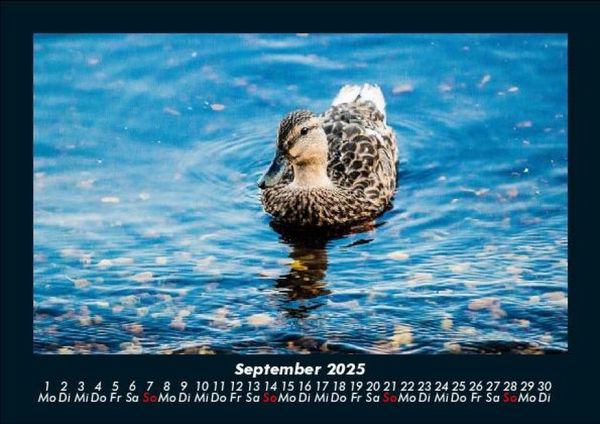 Produktbild: Seeblick 2025 Fotokalender DIN A5