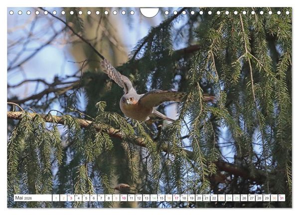 Produktbild: Sperber - Kleiner Vogel Greif (Wandkalender 2026 DIN A4 quer), CALVENDO Monatskalender