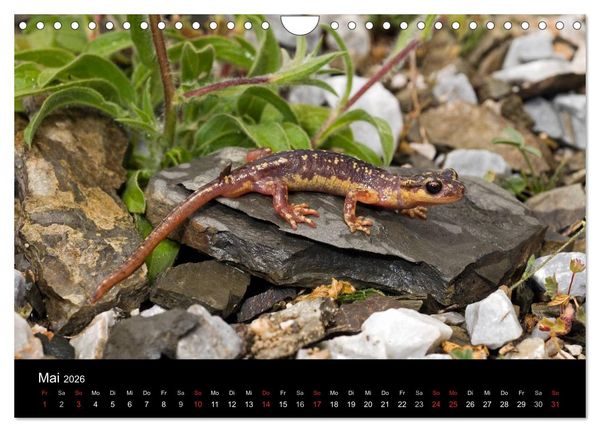 Produktbild: Salamander und Molche (Wandkalender 2026 DIN A4 quer), CALVENDO Monatskalender