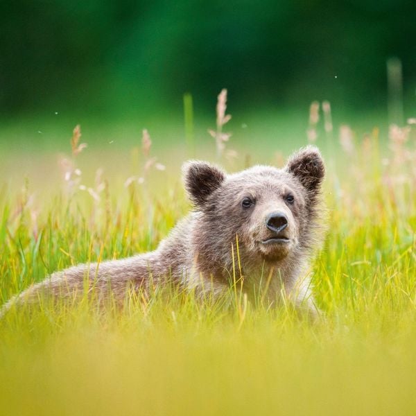 Produktbild: Bears 2027