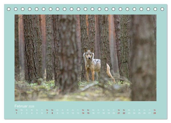Produktbild: W&ouml;lfe, Impressionen aus der Lausitz (Tischkalender 2026 DIN A5 quer), CALVENDO Monatskalender