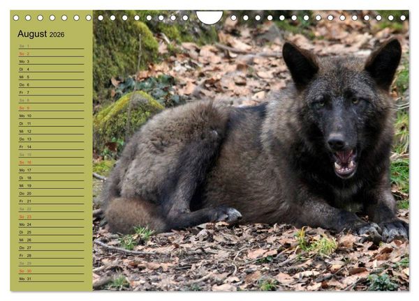 Produktbild: Im Rudel Zuhause - Der Wolf (Wandkalender 2026 DIN A4 quer), CALVENDO Monatskalender