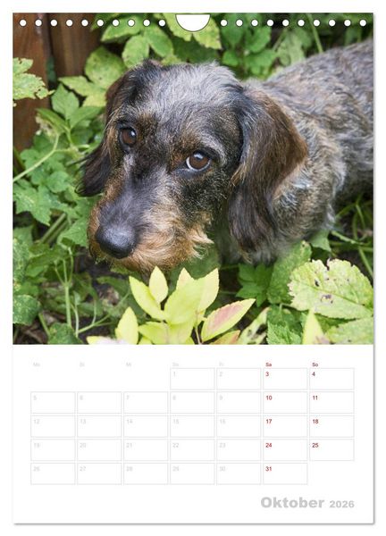 Produktbild: Der Dackel (M)ein treuer Weggef&auml;hrte (Wandkalender 2026 DIN A4 hoch), CALVENDO Monatskalender
