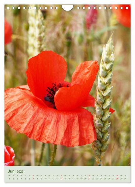Produktbild: Mohn im Feld (Wandkalender 2026 DIN A4 hoch), CALVENDO Monatskalender