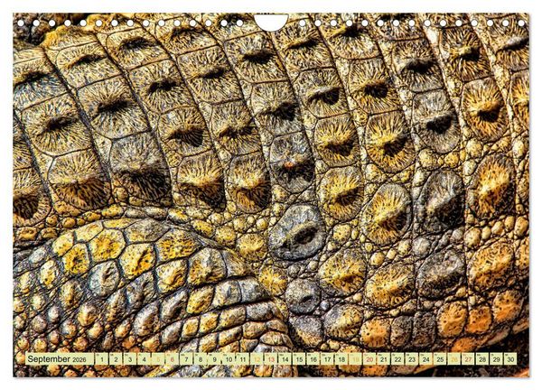 Produktbild: Urzeitreptilien - Krokodil (Wandkalender 2026 DIN A4 quer), CALVENDO Monatskalender