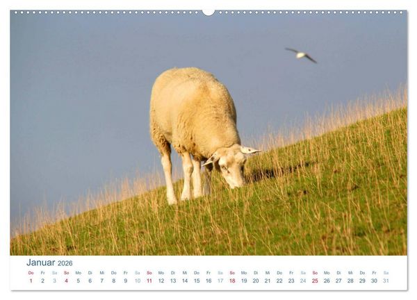 Produktbild: Schafe am Deich 2026. Tierische Impressionen von der Nordseek&uuml;ste (hochwertiger Premium Wandkalender 2026 DIN A2 quer), Kunstdruck in Hochglanz