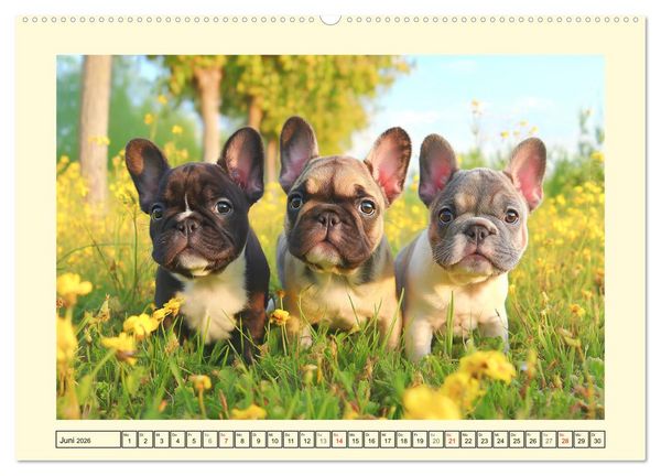 Produktbild: Fledermaus Alarm. Franz&ouml;siche Bulldoggen in der Natur (hochwertiger Premium Wandkalender 2026 DIN A2 quer), Kunstdruck in Hochglanz