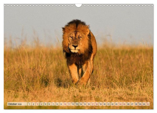 Produktbild: Faszination Afrika: L&ouml;wen (Wandkalender 2026 DIN A3 quer), CALVENDO Monatskalender