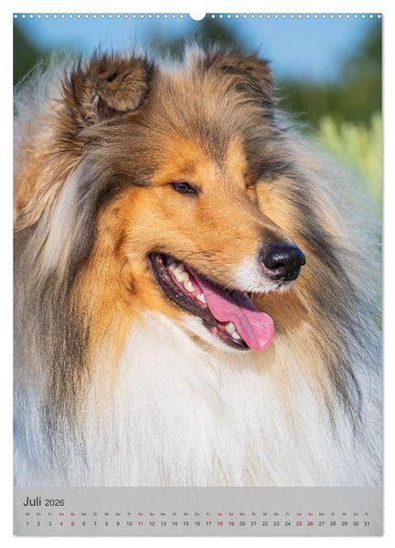 Produktbild: Traumhund Collie - Liebe auf vier Pfoten (Wandkalender 2026 DIN A2 hoch), CALVENDO Monatskalender