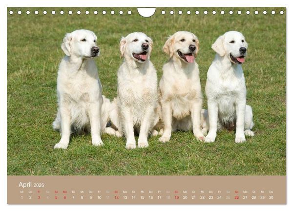 Produktbild: Golden Retriever (Wandkalender 2026 DIN A4 quer), CALVENDO Monatskalender