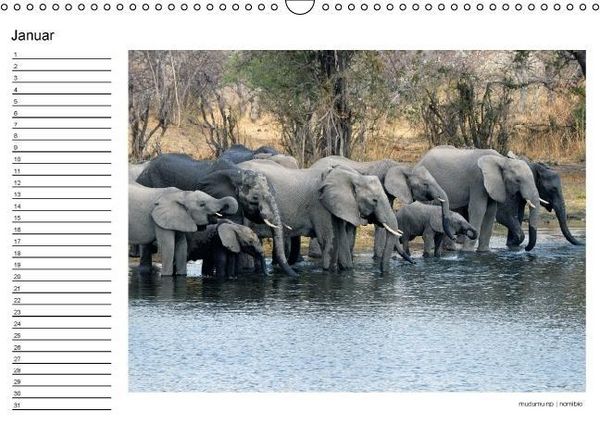 Produktbild: begegnungen - elefanten im s&uuml;dlichen afrika (Wandkalender immerw&auml;hrend DIN A3 quer)
