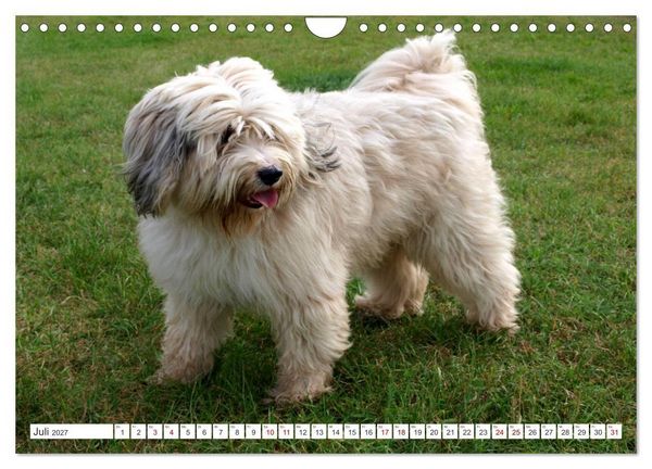 Produktbild: Tibet-Terrier - Eine Hunderasse mit Charakter (Wandkalender 2027 DIN A4 quer), CALVENDO Monatskalender