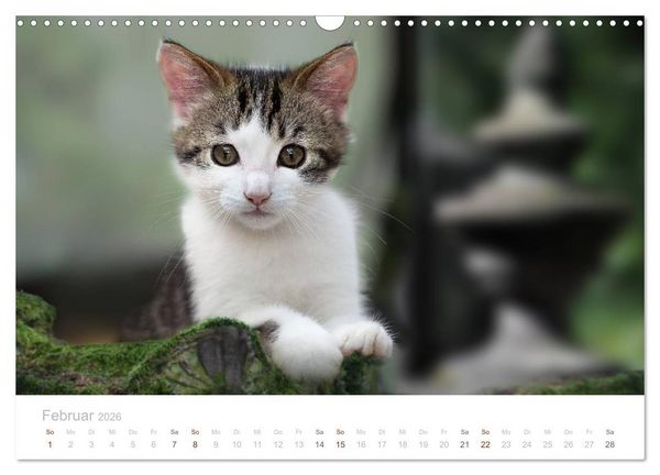 Produktbild: Katzenbabys beobachtet (Wandkalender 2026 DIN A3 quer), CALVENDO Monatskalender